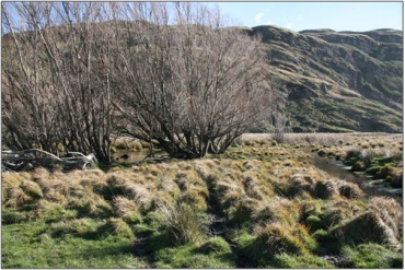 Little Boggy Swamp (June 2011)