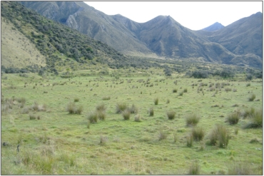 Moke Creek Swamp (March 2011)