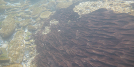 File image: a thick mat of Phormidium in the Lindis River.