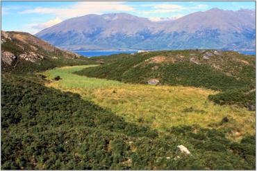 Raupo and sedge-dominated lower wetland, The Neck Wetlands (Undated)