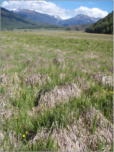 Diamond Lake Wetland (December 2012)