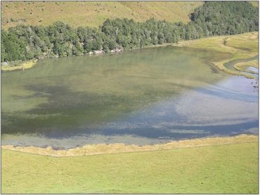 Lake Reid Wetland (January 2005)