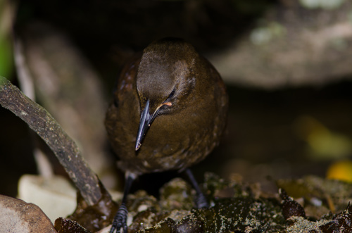 South Island Saddleback Philestumus Carunculatus Searching For Food Bird Immature Adobestock 410117398
