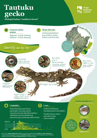 ORC Tautuku Gecko A4 2024 (1)