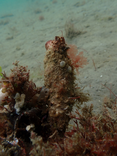 Clubbed Tunicate Anna Kellagher 3