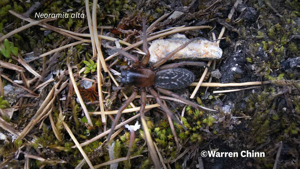 Neoramia Alta Photo 213443508, (C) Warren Chinn, Some Rights Reserved (CC BY NC) Inaturalist