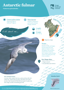 Antarctic Fulmar Thumbnail
