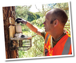 Martin (Marty) changes the battery of an automatic possum trap