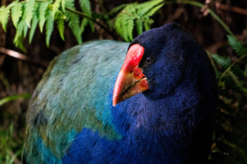Takahē Adobestock 287337112