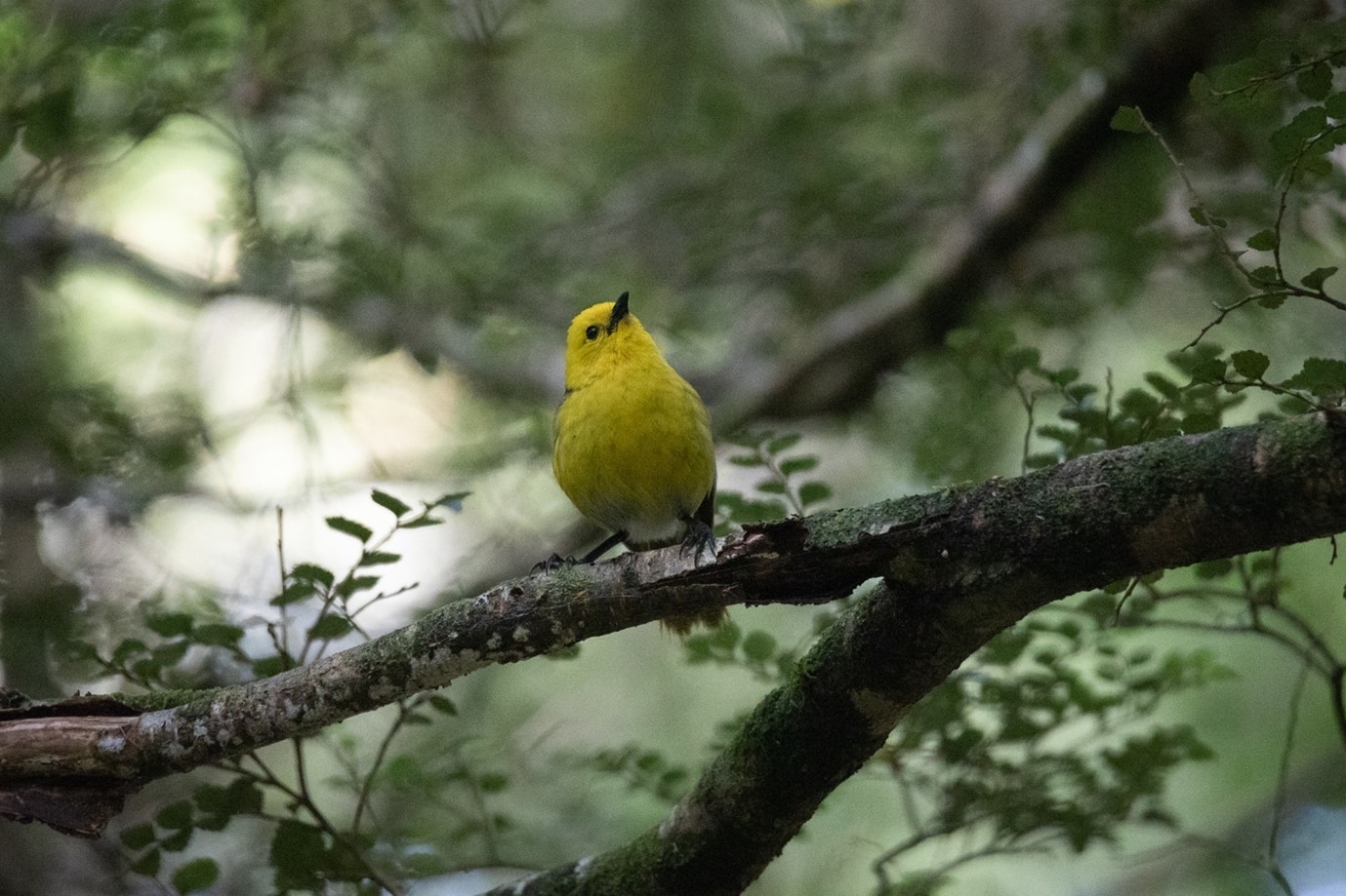 Mōhua Bird By Jordyn Ashcroft