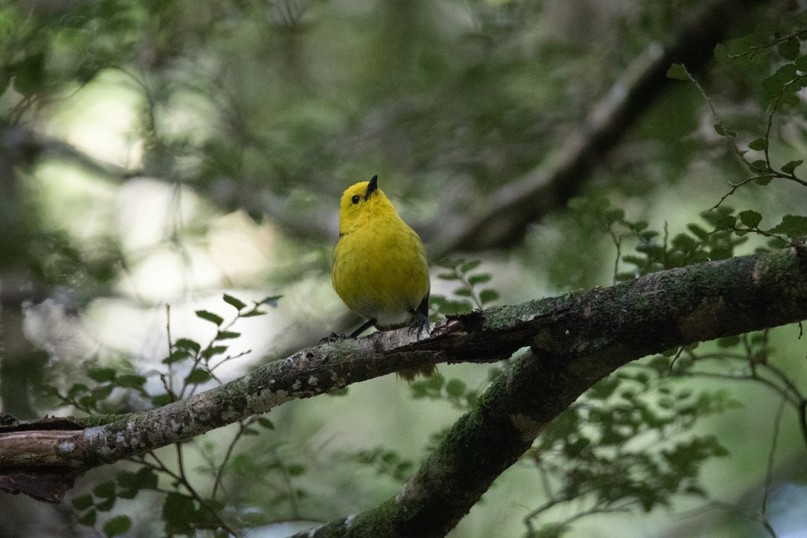 Mōhua Bird By Jordyn Ashcroft
