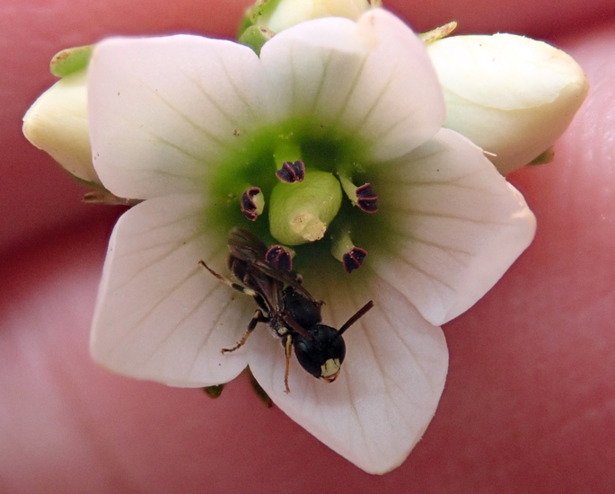 Rough Thorax Masked Bee (Hylaeus Asperithorax) Peter De Lange