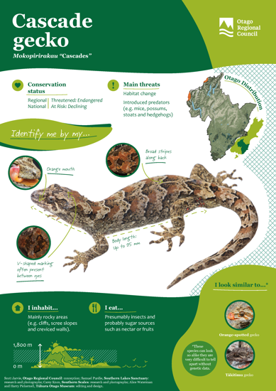 ORC Cascade Gecko A4 2024 (1)