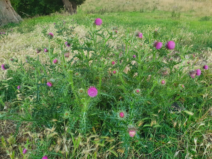 Nodding Thistle Patch