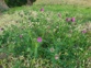 Nodding Thistle Patch