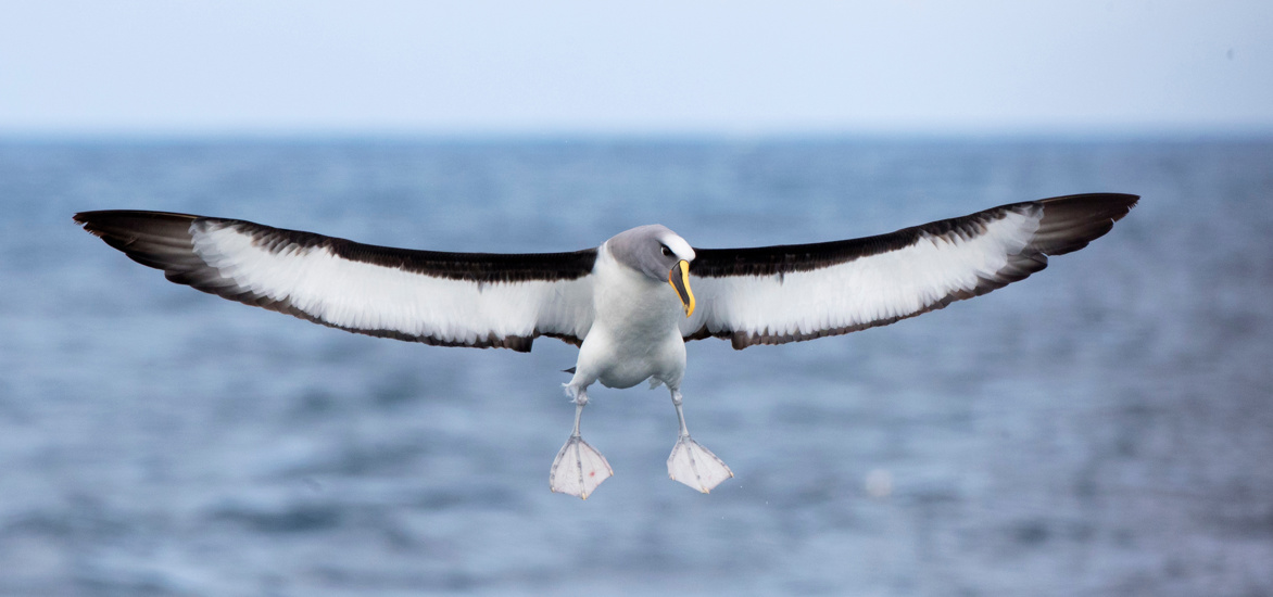 Albatross Thalassarche Bulleri Platei Northern Buller’S Mollymawk Adobestock 443642235
