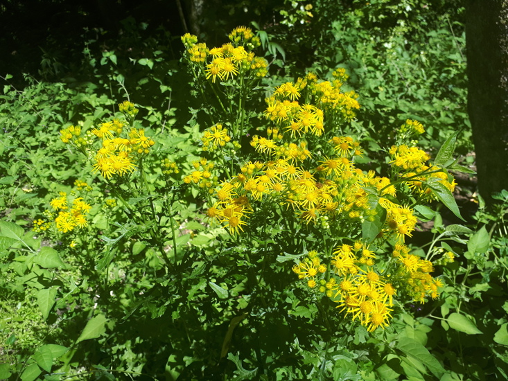 Ragwort Yellow Flower Photo Kirk Robertson