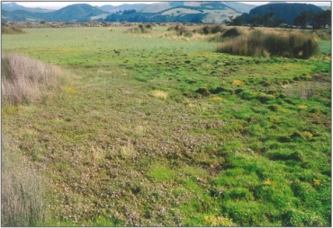 Salt meadow on Hoopers Inlet Swamp (2005)“51”