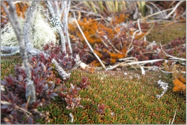 Pentachondra pumila (maroon), Donatia novae-zelandiae (green), and Lycopodium fastigiatum (orange) “51”