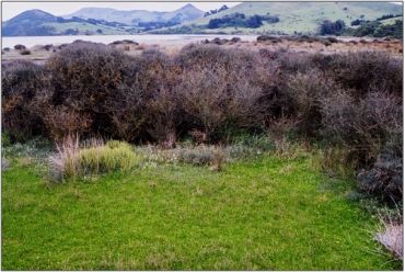 Remuremu (Selliera radicans), sea primrose/māakoako (Samolus repens) and salt marsh ribbonwood/houi (Plagianthus divaricatus), Papanui Inlet Saltmarsh (2003)  “51”