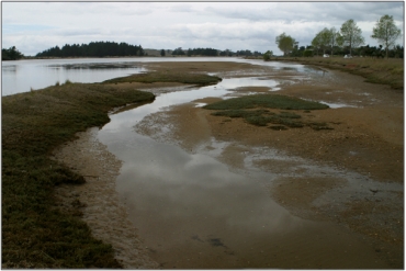 Waikouaiti River Estuary Wetland Complex (2010) “51”