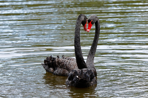 Black Swan Kakīānau Cygnus Atratus Bird Adobestock 382253921