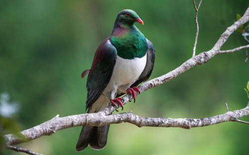 New Zealand Pigeon Kererū Emiphaga Novaeseelandiae Adobestock 490803326
