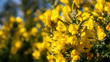 Yellow Gorse Flowers Adobestock 333505110