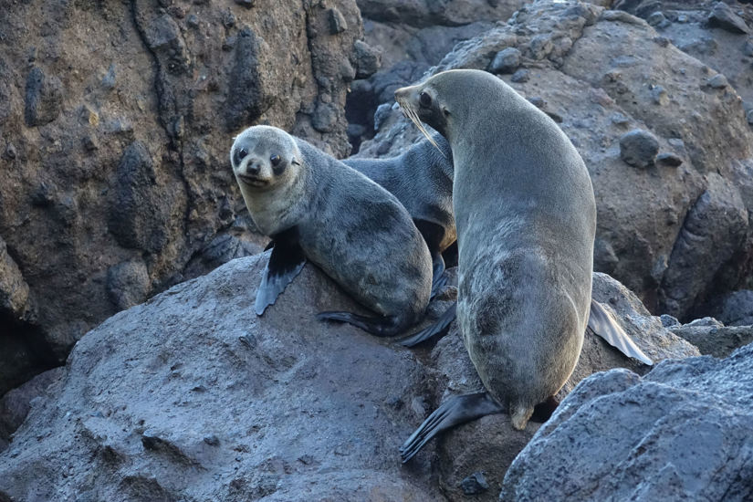 New Zealand Fur Seal Kekeno (Arctocephalus Forsteri). Photo. John Barkla. Inaturalist (CC BY 4.0)