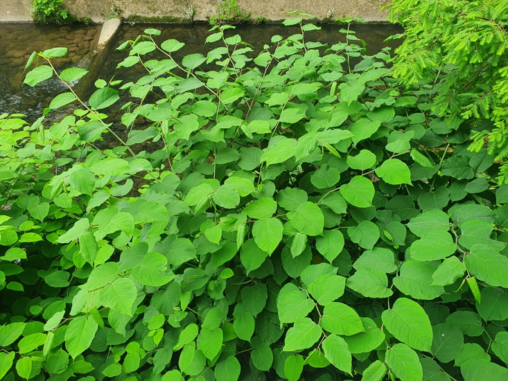 Japanese Knotweed 5