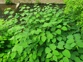 Japanese Knotweed 5