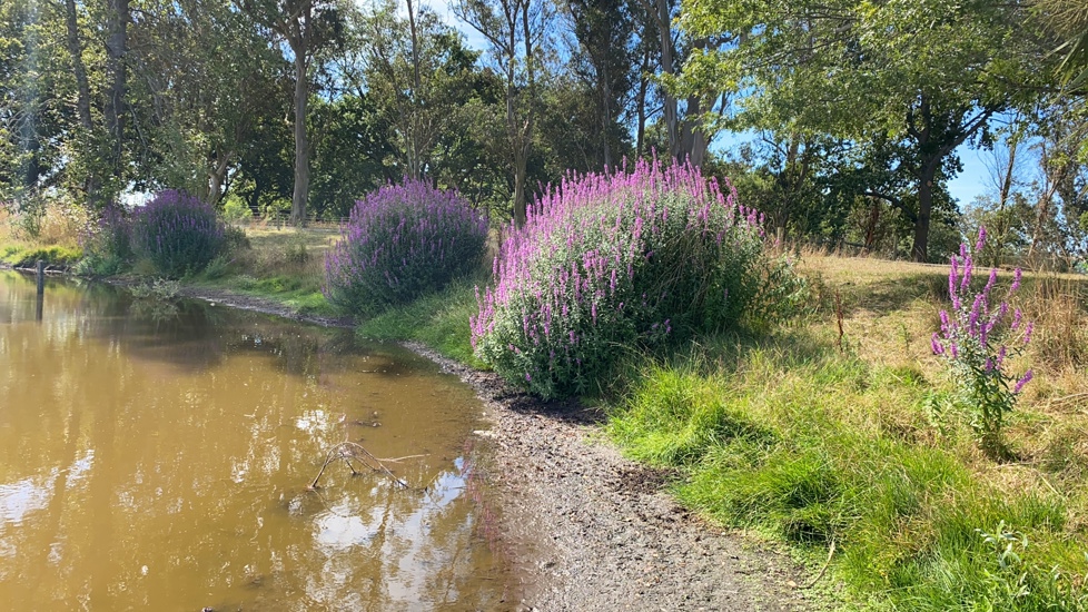 Purple Loosestrife Photo Simon Stevenson