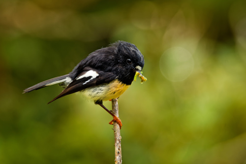 South Island Tomtit Ngirungiru Petroica Macrocephala Macrocephala Adobestock 211926465