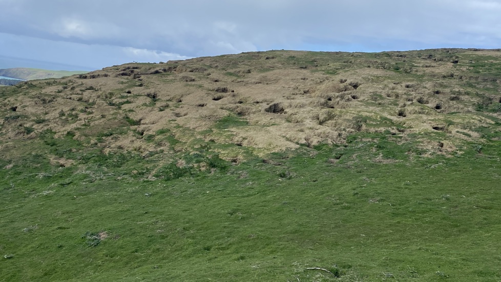 Damage From Rabbits On Farm IIMG E5523