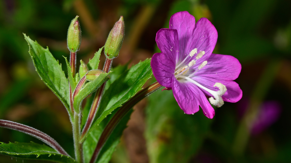 Great Willowherb Adobestock 451139149