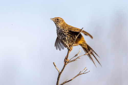 South Island Fernbird Adobestock 469812942
