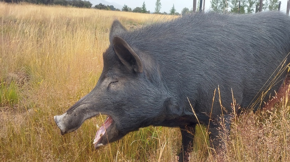 Wild Boar ​​Central Otago Photo Gary Smith