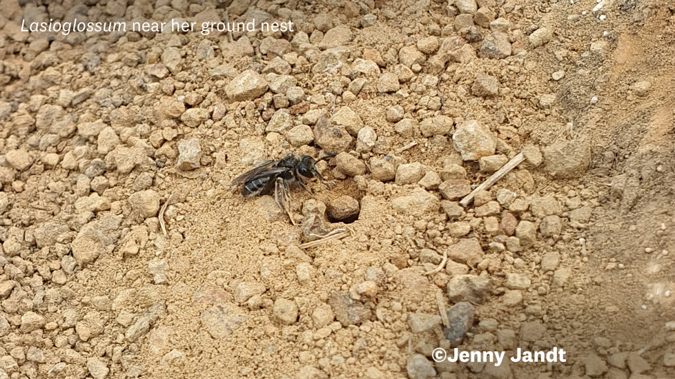 Lasioglossum Near Her Ground Nest Jenny Jandt
