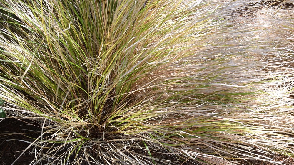 Plant Gossamer Grass Agrostis Lessoniana Dunedin Botanic Garden Krzysztof Golik CC BY SA 40 Via Wikimedia Commons