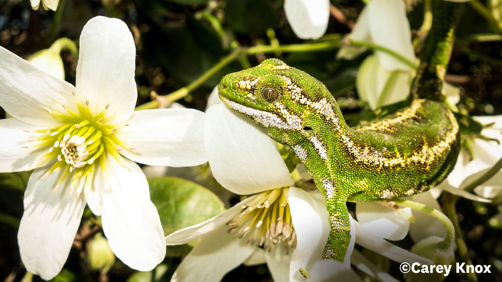 Jewelled Gecko 22 53141502386 O Carey Knox Website Only