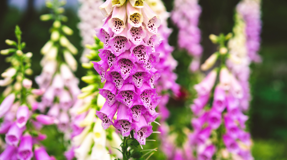 Digitalis Purpurea Adobestock 245077983