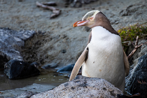 Yellow Eyed Penguin Hoiho Bird Adobestock 230670336