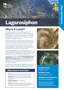 Lagarosiphon Plant And Pest Fact Sheets A4 250814 Cover Page 1
