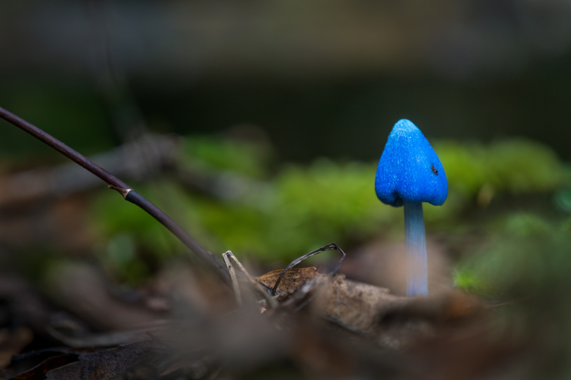 Closeup Shot Of Blue Entoloma Hochstetteri Mushrooms Adobestock 585273630