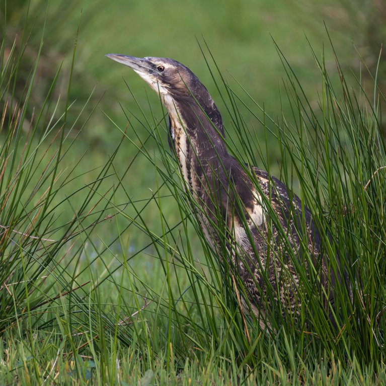 The elusive matuku-hūrepo (Australasian bittern) in a wetland. Photo: Oscar Thomas