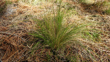 nassella tussock 20160725_120533_00001.jpg