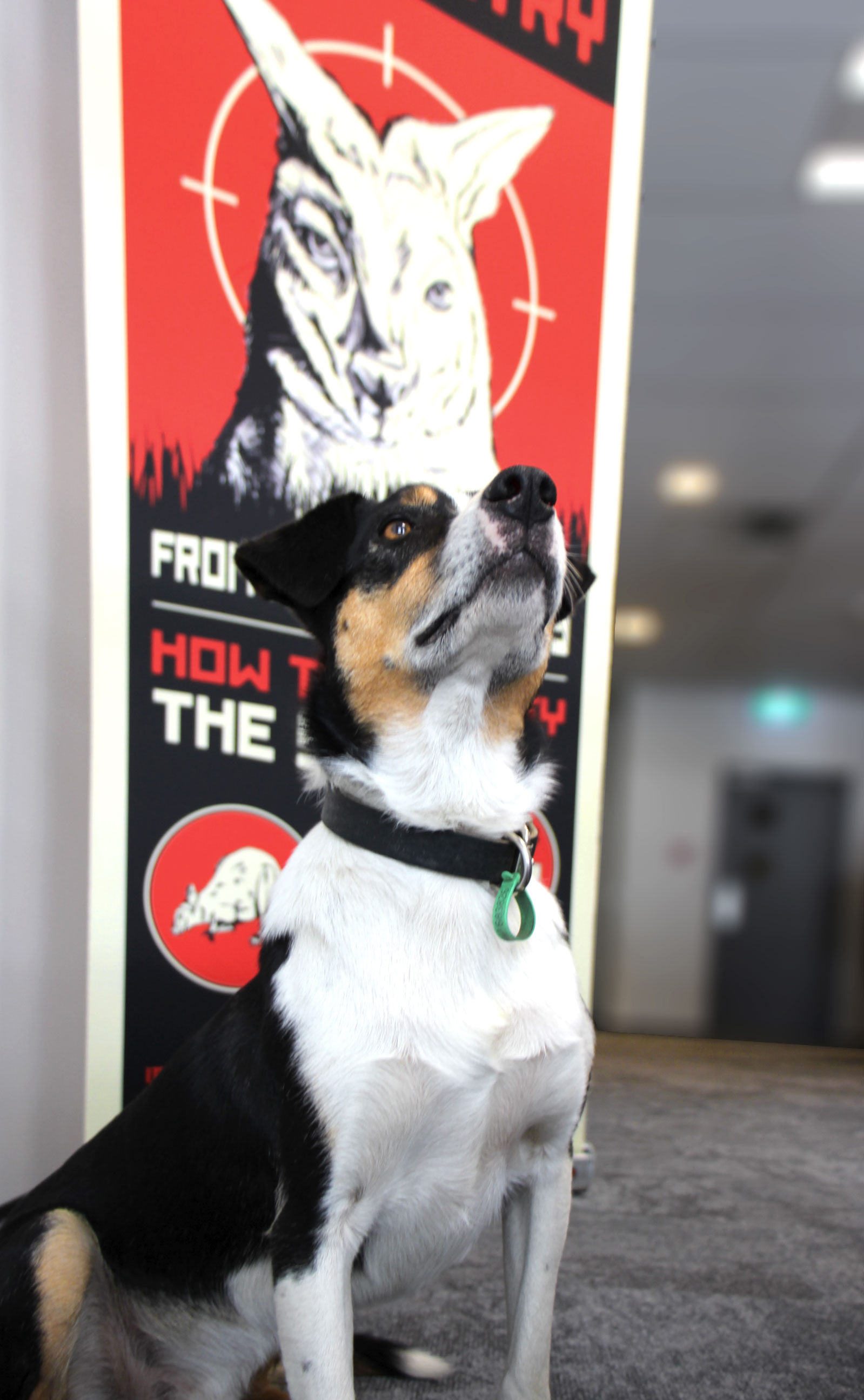 Jedi poses before a wallaby banner at Philip Laing House yesterday.