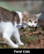 Cat (thumbnail).png