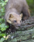 Ferret (thumbnail).png