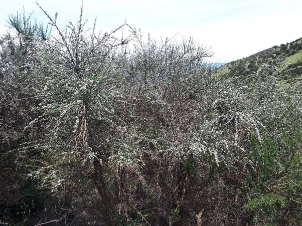 Broom plants infested with white galls produced by the broom gall mite in Otago.